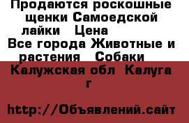 Продаются роскошные щенки Самоедской лайки › Цена ­ 40 000 - Все города Животные и растения » Собаки   . Калужская обл.,Калуга г.